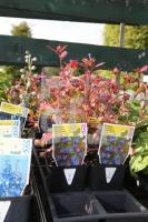 LL12_Gartencenter23_0162.JPG