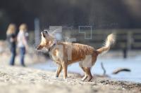 MF09_Hund01_0183.JPG