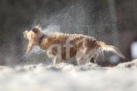 MF09_Hund02_0151.JPG