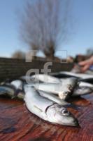 MF11_Hering08_0159.JPG