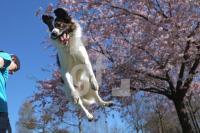 MF18_Hund07_8873.JPG