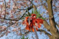 MF20_Garten01_0137.JPG