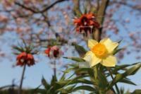 MF20_Garten04_0121.JPG