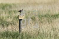 MG08_Vogel09_0125.JPG