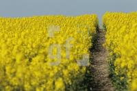 MG09_Feld02_0175.JPG
