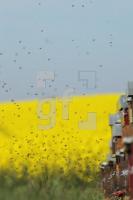 MG09_Honig14_0114.JPG