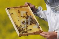 MG09_Imkerin18_0157.JPG