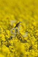MG09_Vogel01_0182.JPG