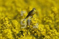MG09_Vogel02_0175.JPG