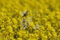 MG09_Vogel03_0170.JPG