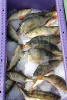 MH15_Fisch02_0133.JPG
