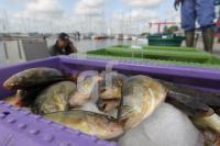 MH15_Fisch03_0157.JPG