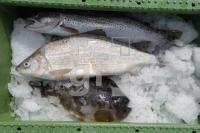 MH15_Fisch04_0162.JPG