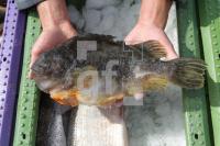 MH15_Fisch05_0166.JPG