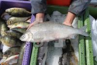 MH15_Fisch08_0176.JPG