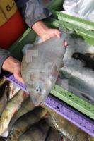 MH15_Fisch09_0186.JPG