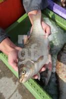 MH15_Fisch11_0196.JPG