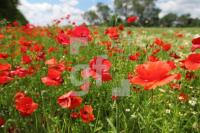 MH21_Mohn01_0136.JPG