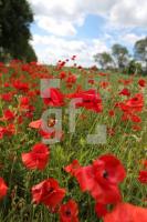 MH21_Mohn03_0166.JPG