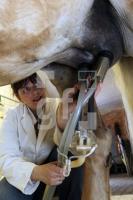 MH28_Stutenmilch02_0164.JPG