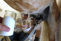 MH28_Stutenmilch04_0180.JPG