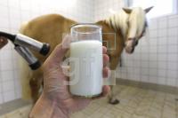 MH28_Stutenmilch11_0182.JPG