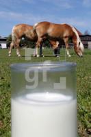 MH28_Stutenmilch38_0107.JPG