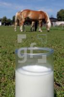 MH28_Stutenmilch40_0113.JPG
