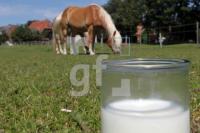 MH28_Stutenmilch44_0137.JPG