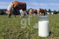 MH28_Stutenmilch52_0191.JPG