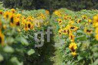 MI11_Sonnenblumen01_0100.JPG
