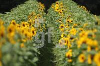 MI11_Sonnenblumen03_0109.JPG