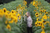 MI11_Sonnenblumen05_0121.JPG
