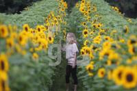 MI11_Sonnenblumen06_0127.JPG