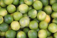 MI20_Limette02_0191.JPG