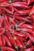 MI20_Peperoni01_0111.JPG
