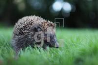 MJ13_Igel02_0130.JPG
