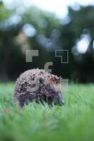 MJ13_Igel03_0161.JPG