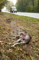 ML26_Wild04_0706.jpg