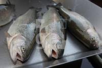 ML29_Forelle01_0110.JPG
