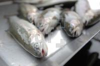 ML29_Forelle06_0112.JPG