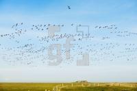 NF11_Langeness48_1300.jpg
