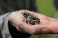 NG11_Frosch_0193.JPG