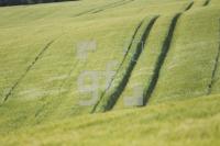 NH09_Feld02_0107.JPG