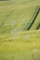 NH09_Feld03_0109.JPG