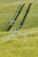 NH09_Feld07_0131.JPG