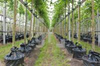NH14_Baum01_0703.jpg