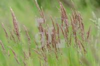 NH17_Gras01_0726.jpg