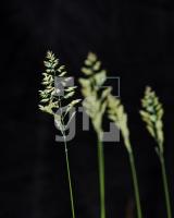 NH17_Gras02_075.jpg