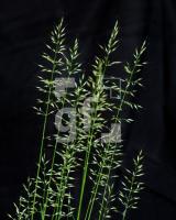 NH17_Gras03_0731.jpg